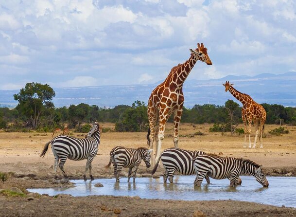 Ol Pejeta Conservancy 2