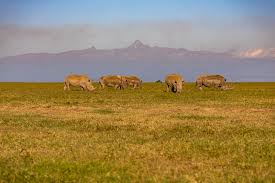 Ol Pejeta Conservancy 3