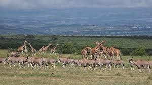 Ol Pejeta Conservancy 4