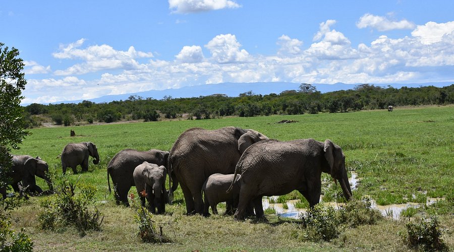 Ol Pejeta Conservancy 5