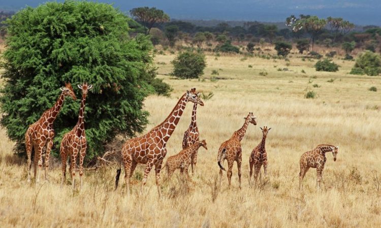 Aberdare National Park 4
