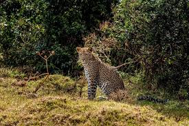 Aberdare National Park 5
