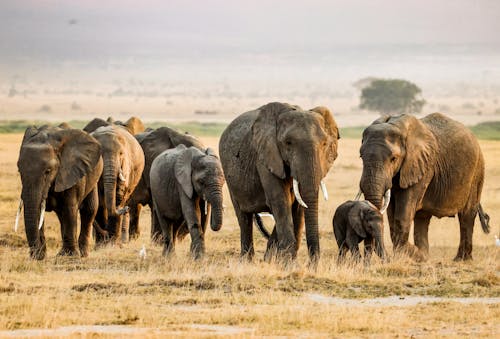 Safari experience