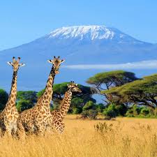 Amboseli 2