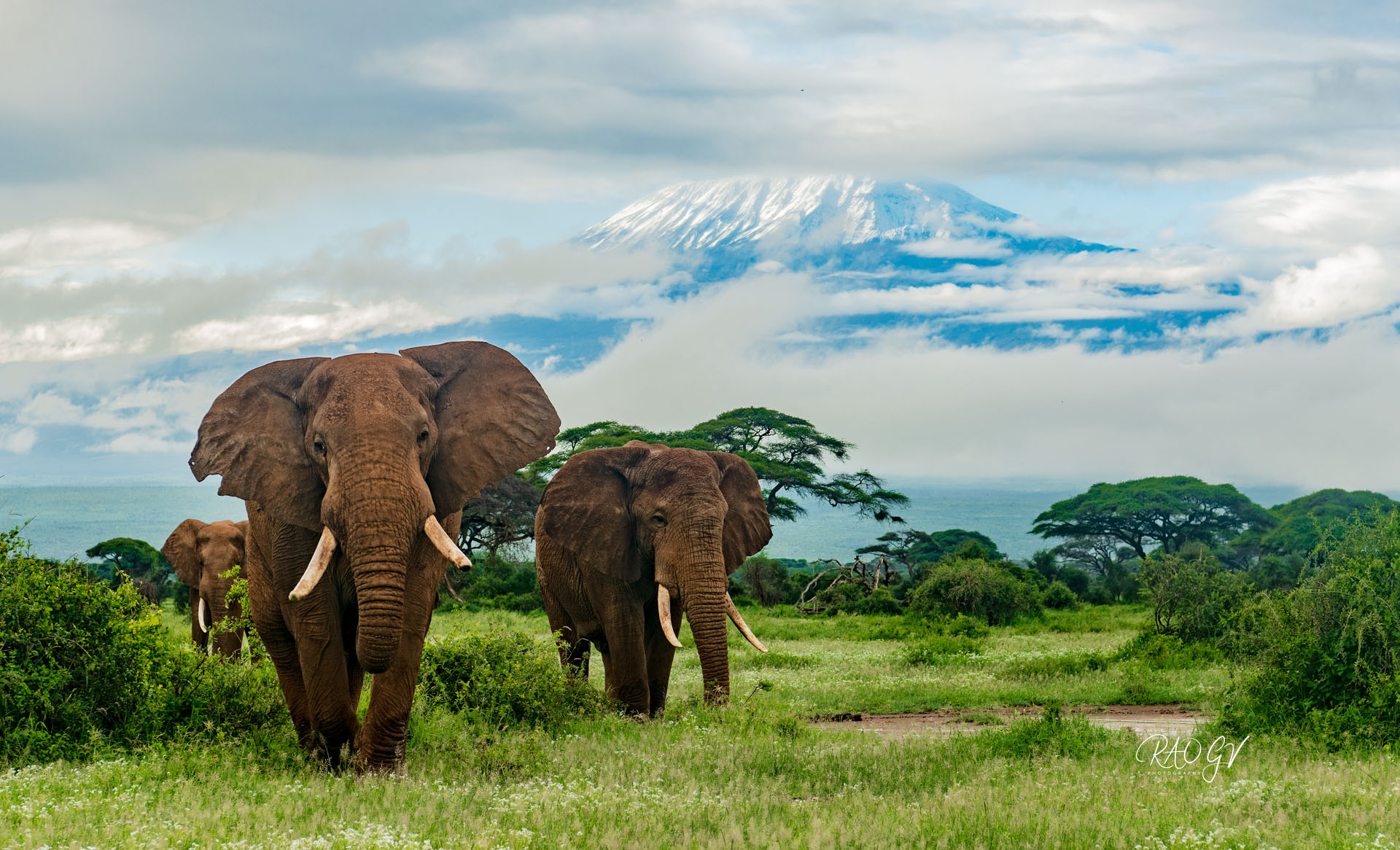 Amboseli 4