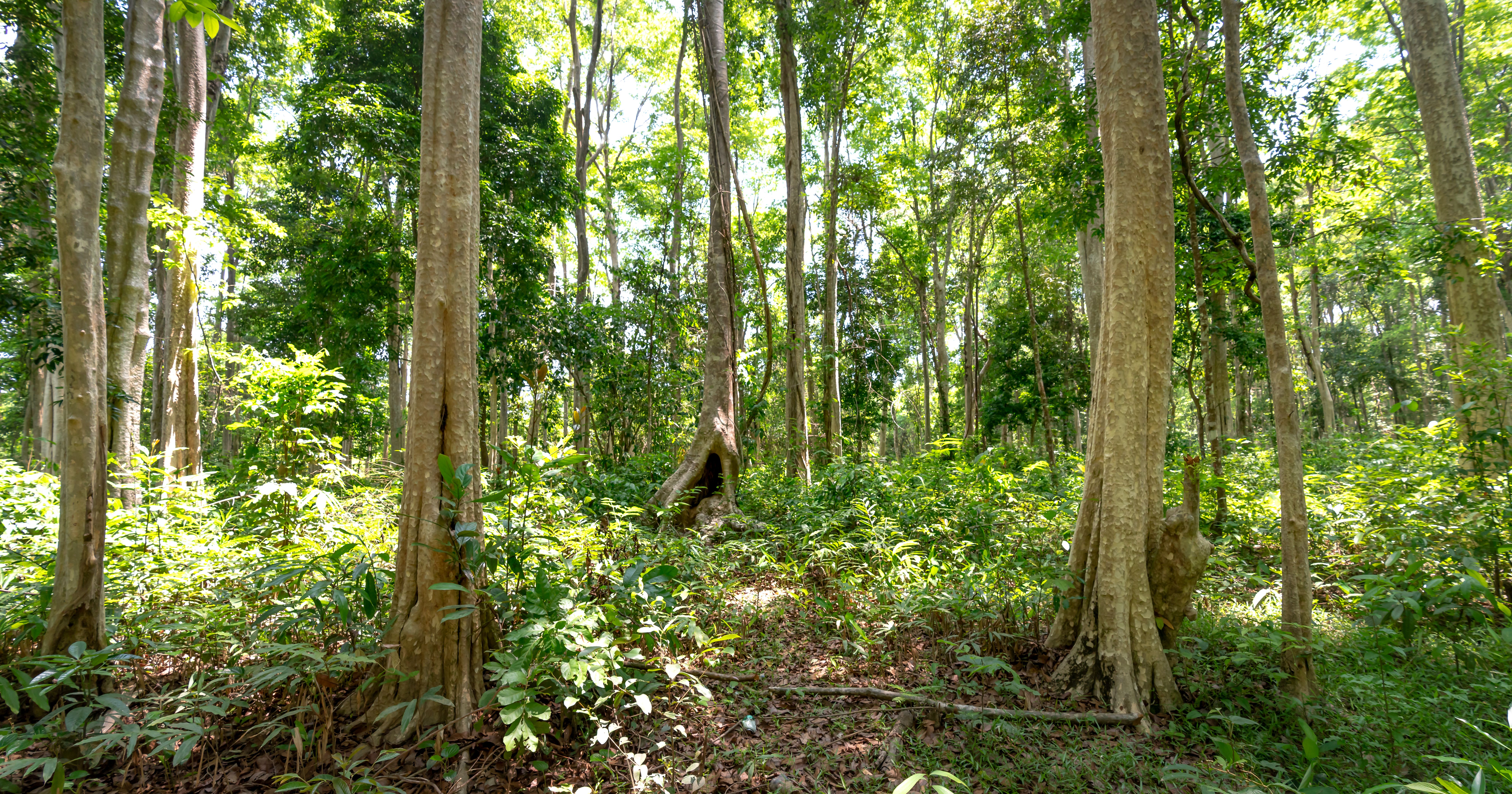 Kaya Kinondo Sacred Forest coastal safari activity in Kenya
