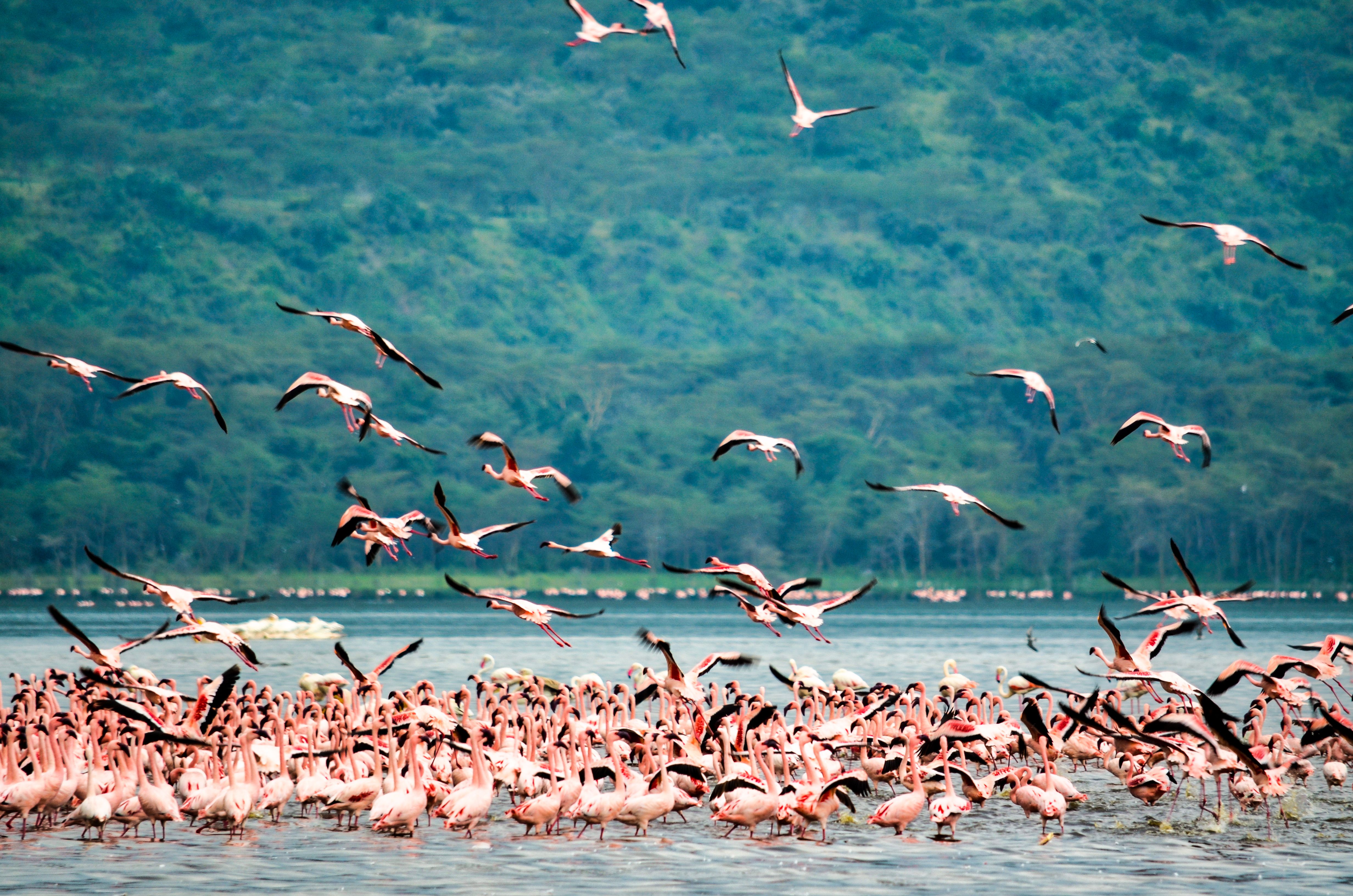 Lake Nakuru National Park safari destination in Kenya with wildlife and landscape views