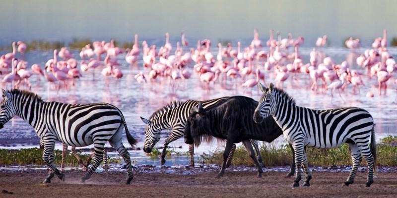 Lake Nakuru National Park wildlife and Rift Valley scenery - ZS Safaris Kenya
