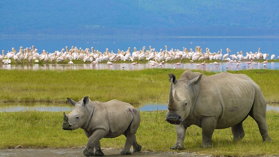 Lake Nakuru National Park wildlife and Rift Valley scenery - ZS Safaris Kenya