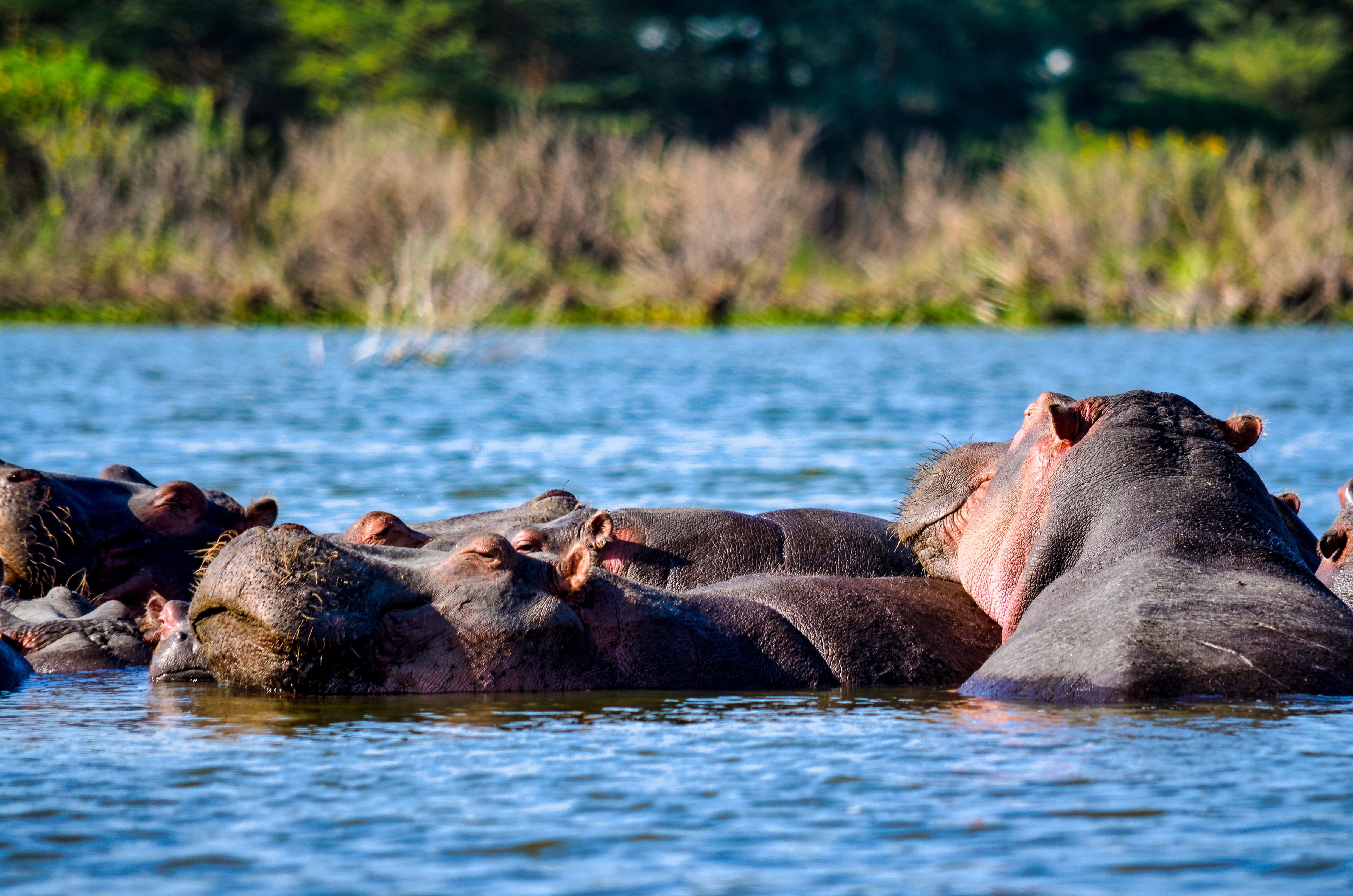 Lake Nakuru National Park wildlife and Rift Valley scenery - ZS Safaris Kenya