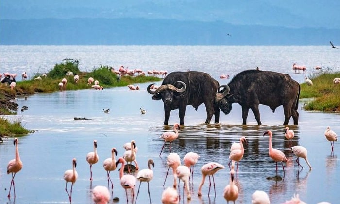 Lake Nakuru National Park wildlife and Rift Valley scenery - ZS Safaris Kenya