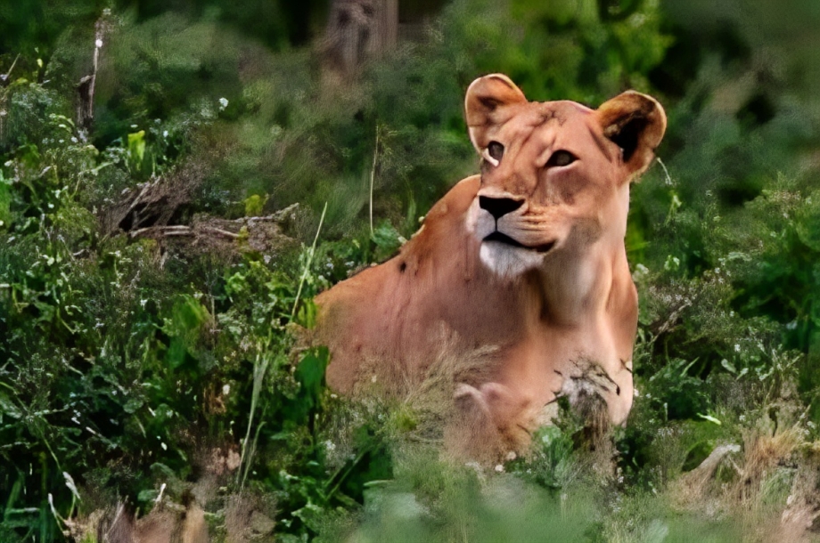 Maasai Mara 2