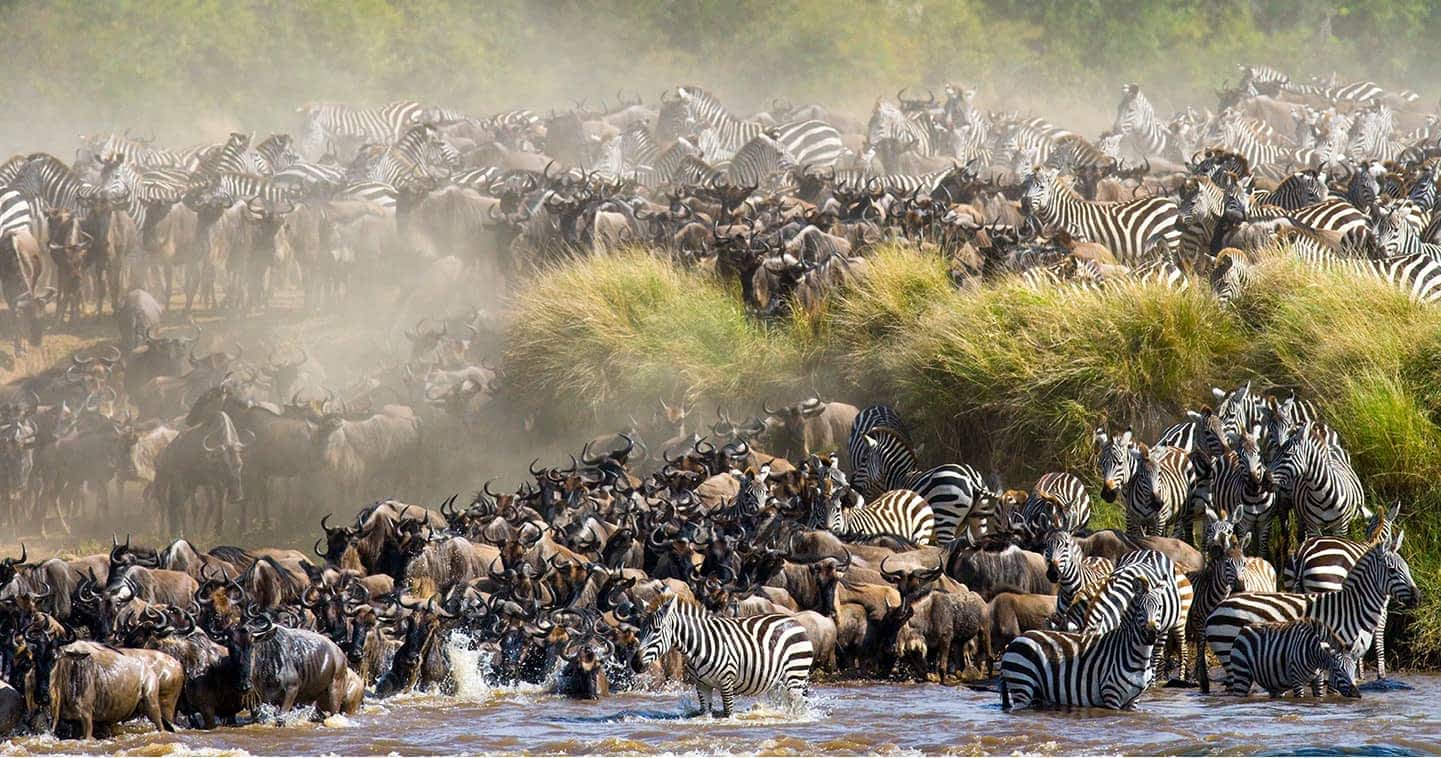 Safari experience
