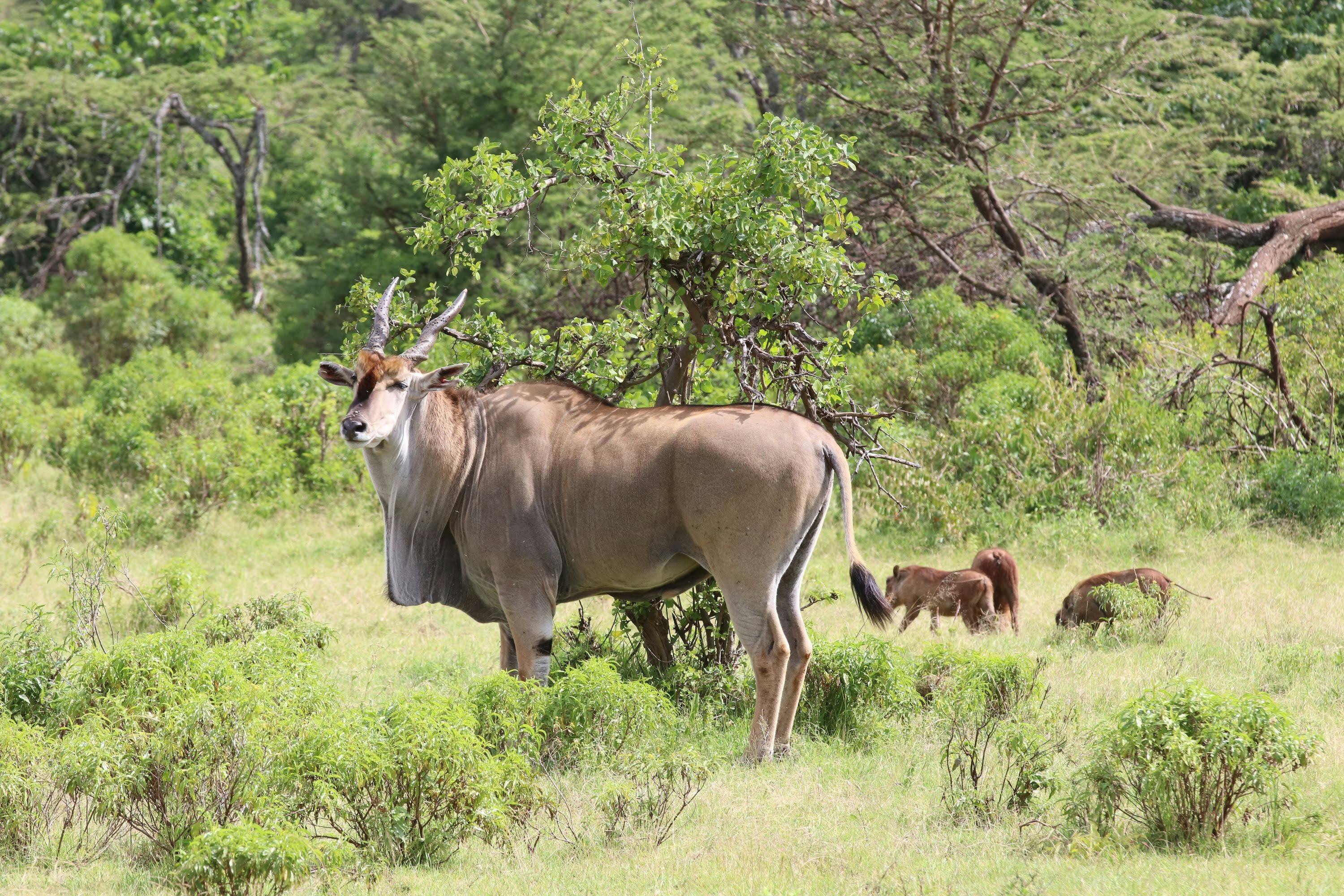 Mount Kenya National Park 3