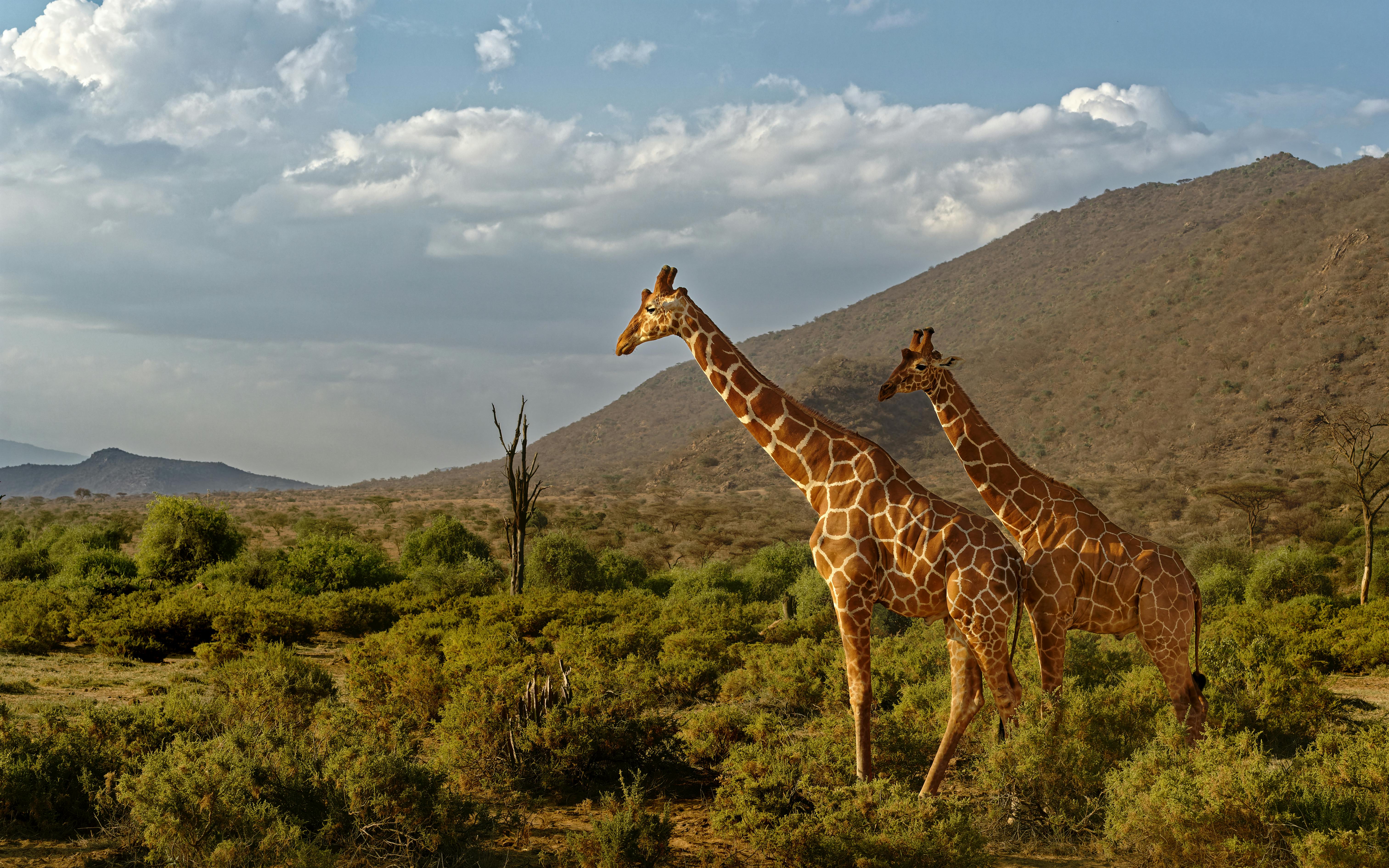 Mount Kenya National Park 5