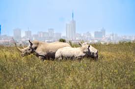 Nairobi National Park 2