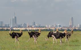 Nairobi National Park 3