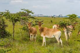 Nairobi National Park 4