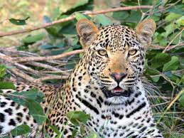 Nairobi National Park 5