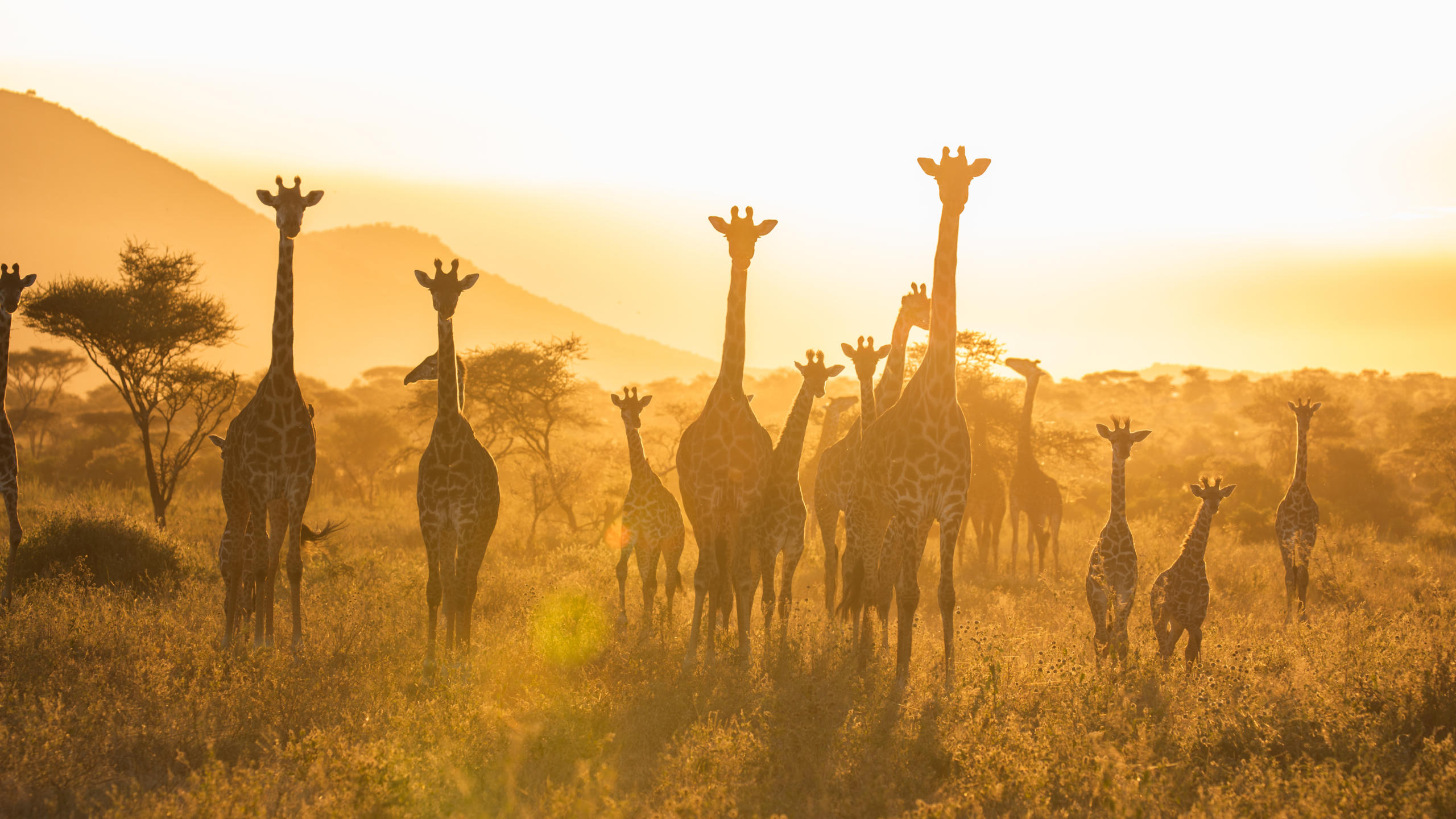 Serengeti 2