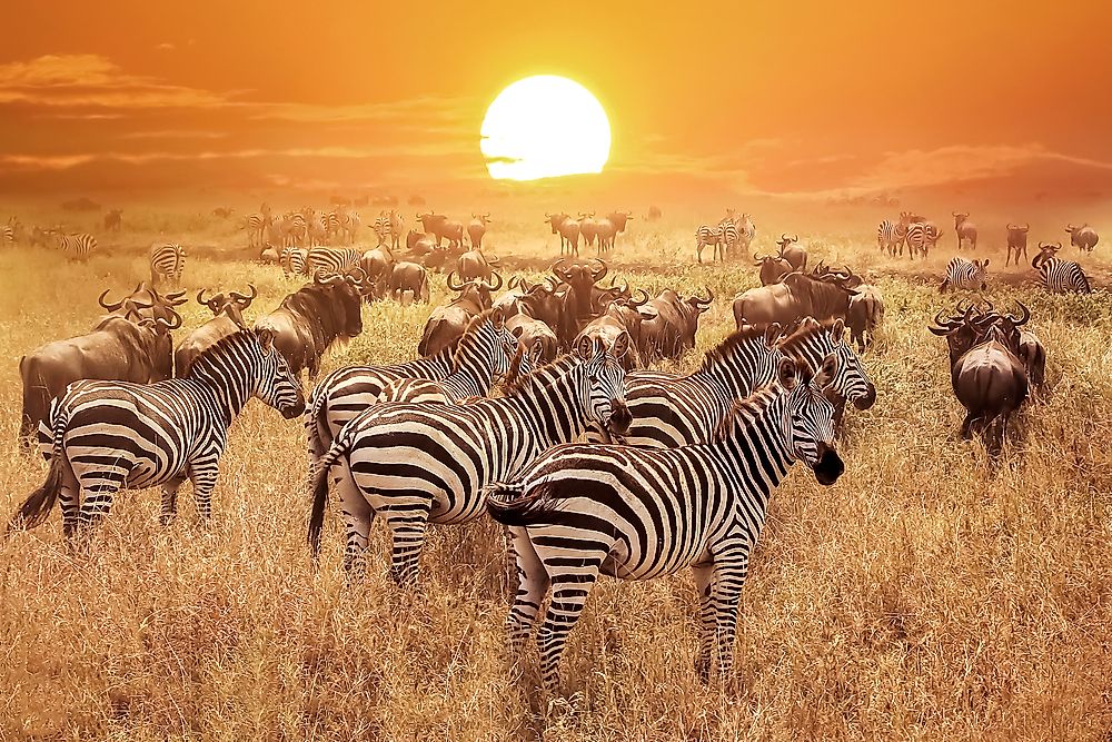 Serengeti 3