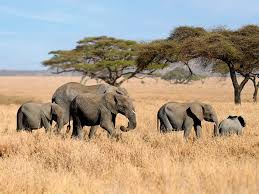 Serengeti 4