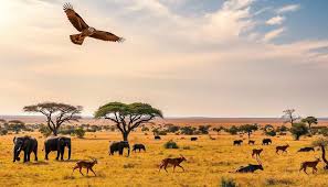 Serengeti 5