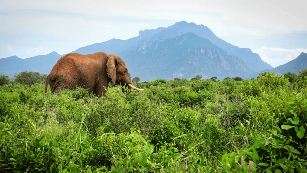 Tsavo East and West