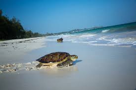 Watamu Beach 2