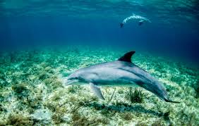 Watamu Marine National Park 2