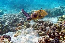 Watamu Marine National Park 3