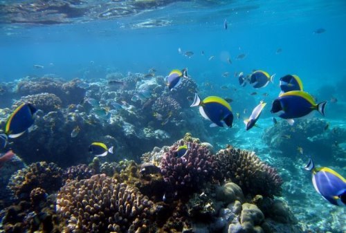 Watamu Marine National Park 4