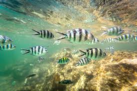 Watamu Marine National Park 5